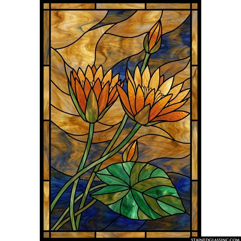 Golden Water Lilies in Bloom