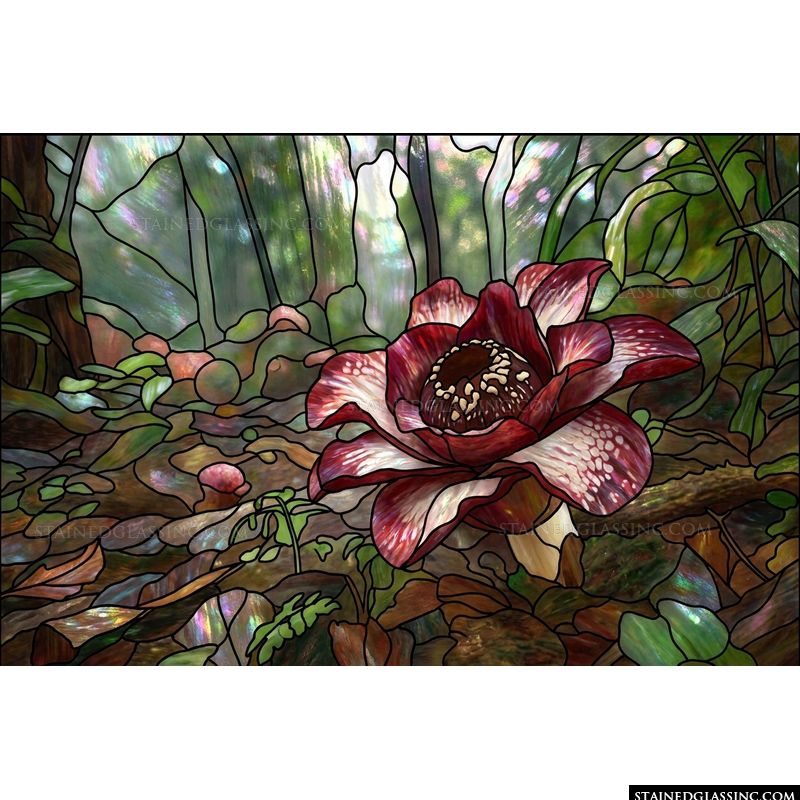 Rafflesia in the Rainforest