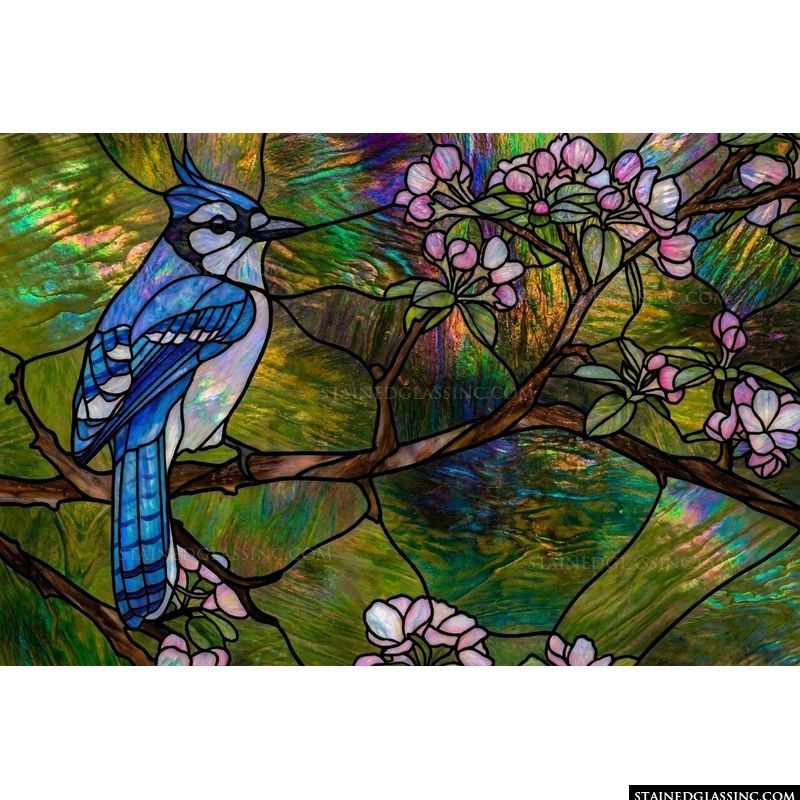 Blue Jay Perched on Apple Blossoms