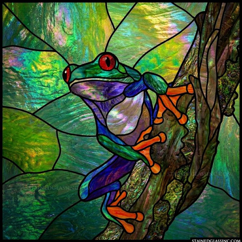 Red-Eyed Tree Frog in the Canopy