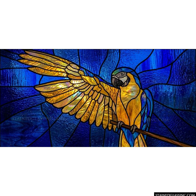 Blue and Gold Macaw Perched
