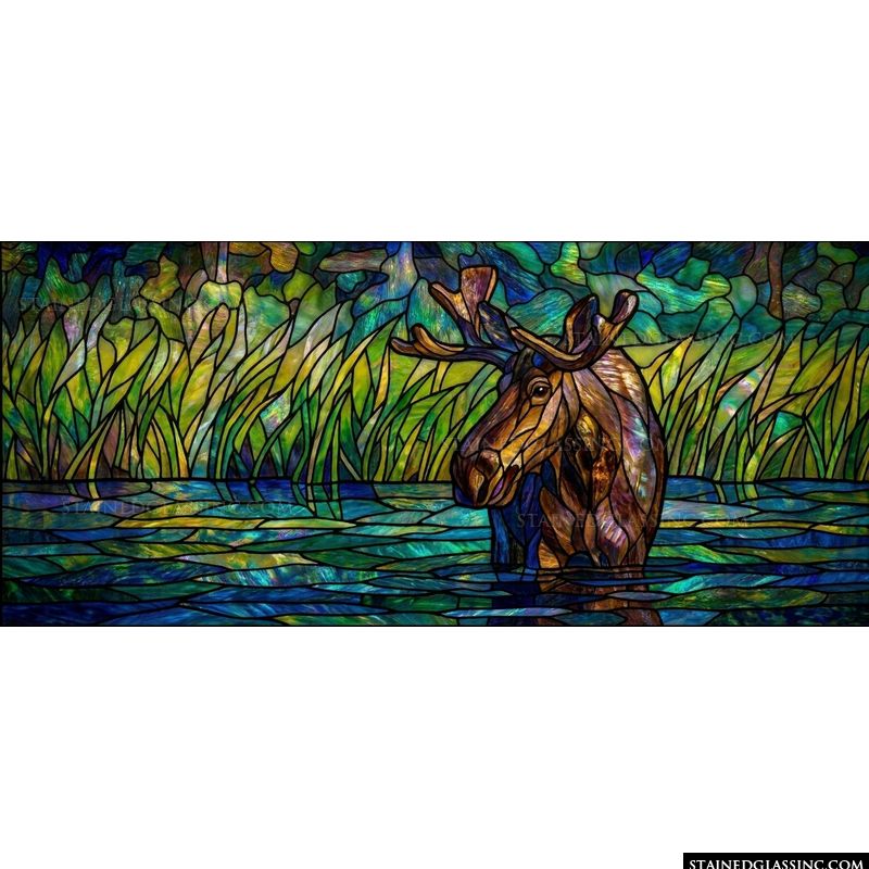 Moose in the Shallows
