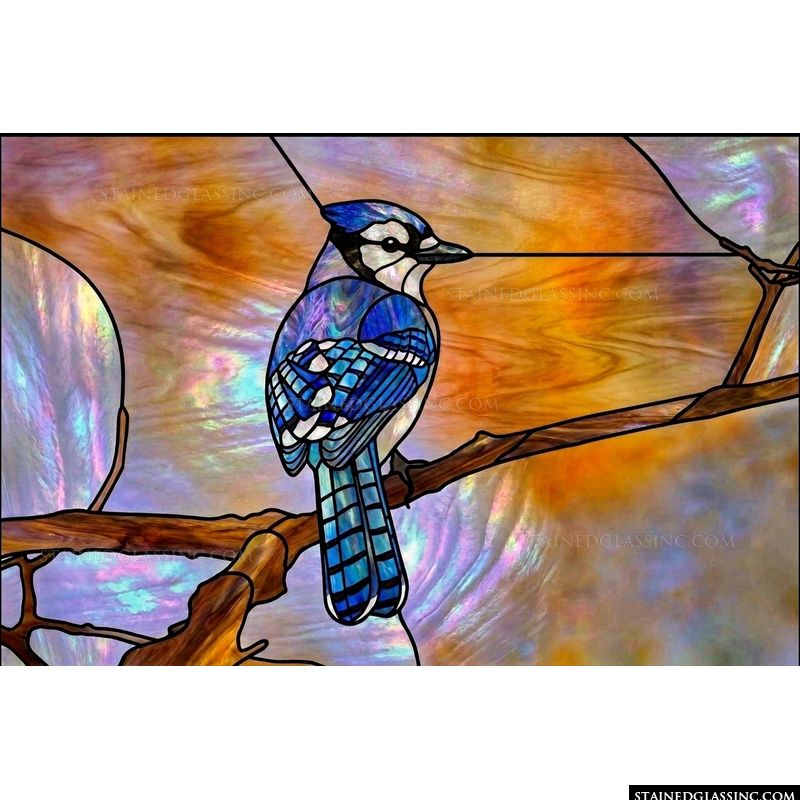 Blue Jay Perched on Branch