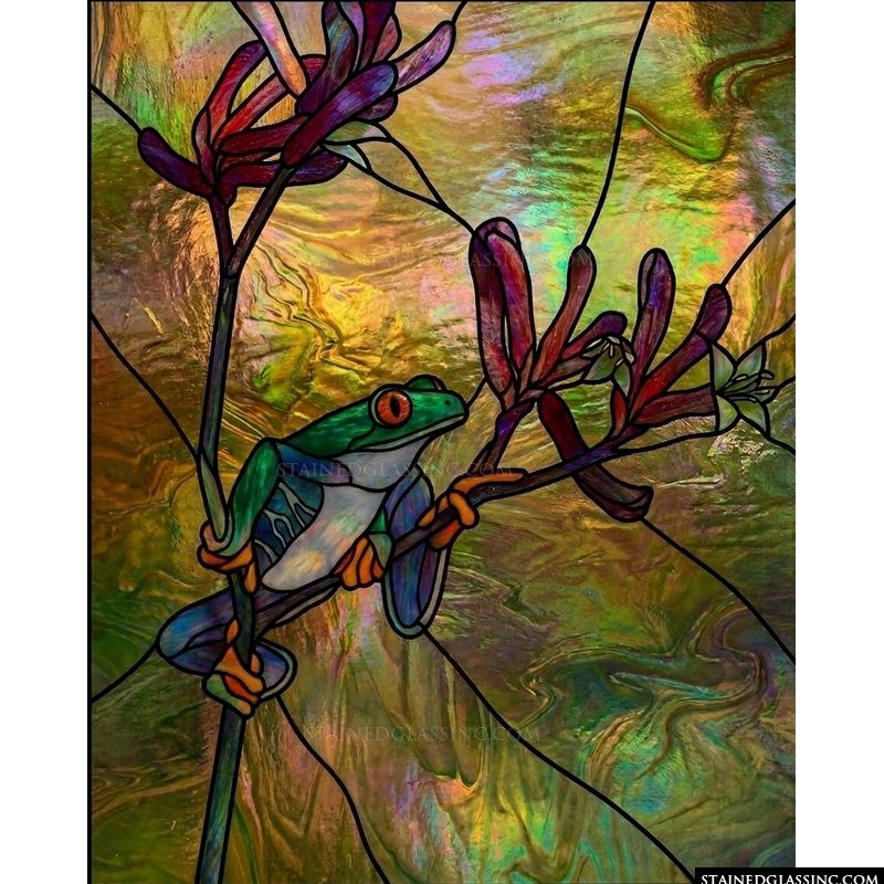 Red-Eyed Tree Frog on Kangaroo Paw Flower