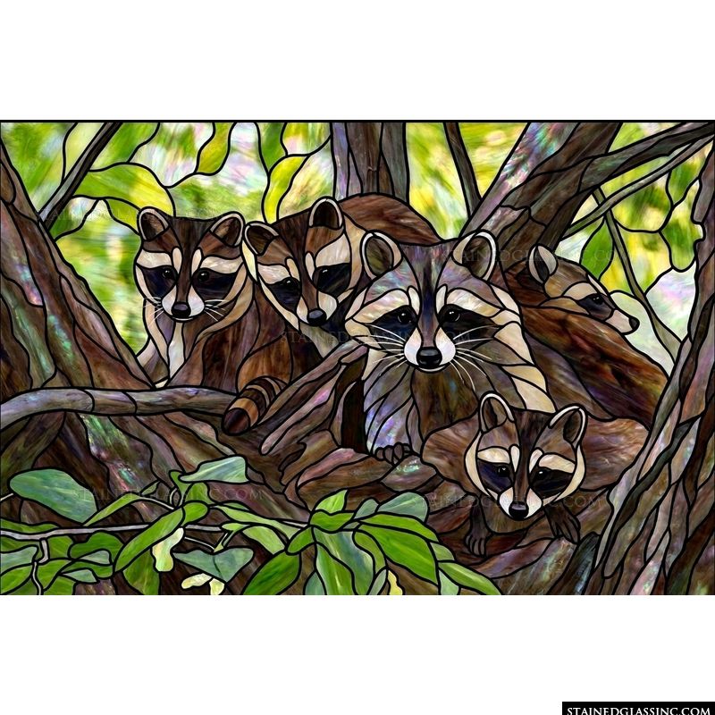 Raccoon Family in the Trees