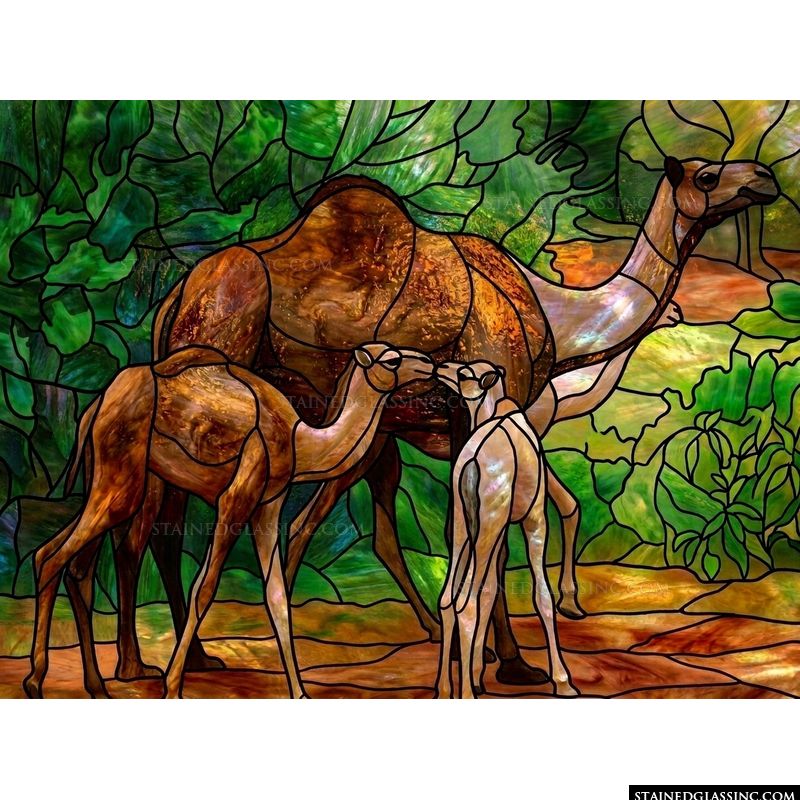 Camel Family in the Oasis
