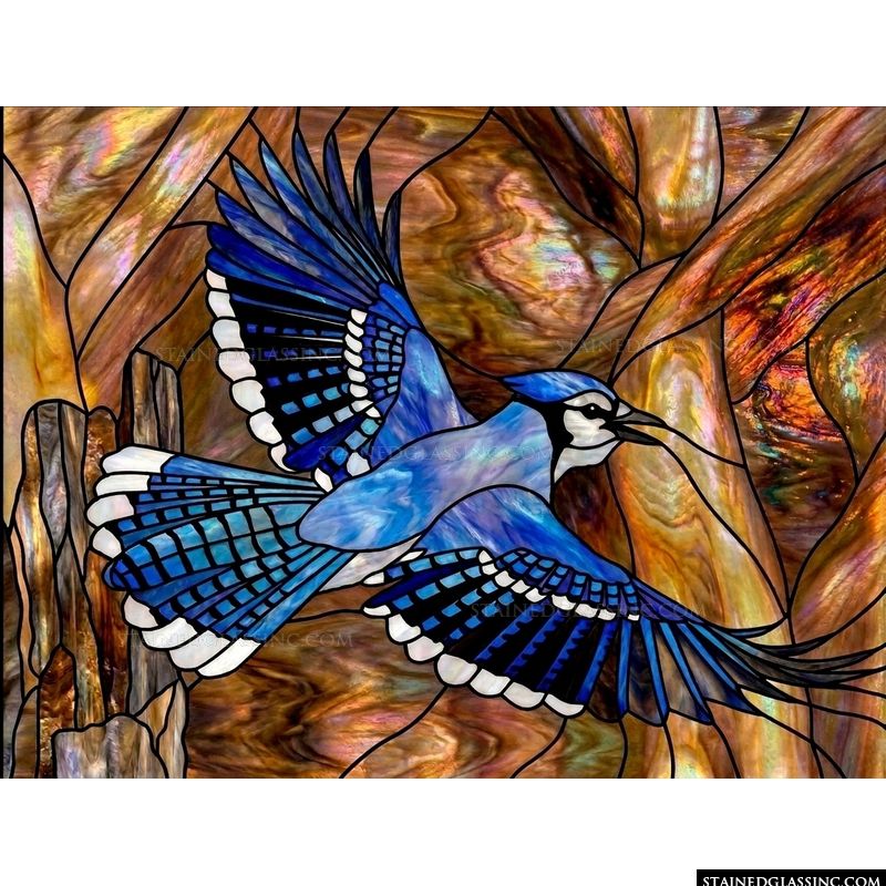 Blue Jay in Flight