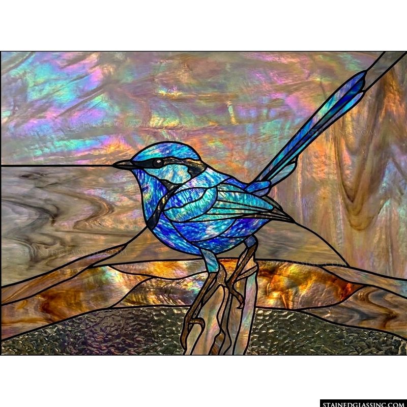 Blue Wren on a Branch