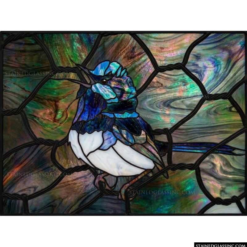 Superb Fairywren in Iridescent Hues