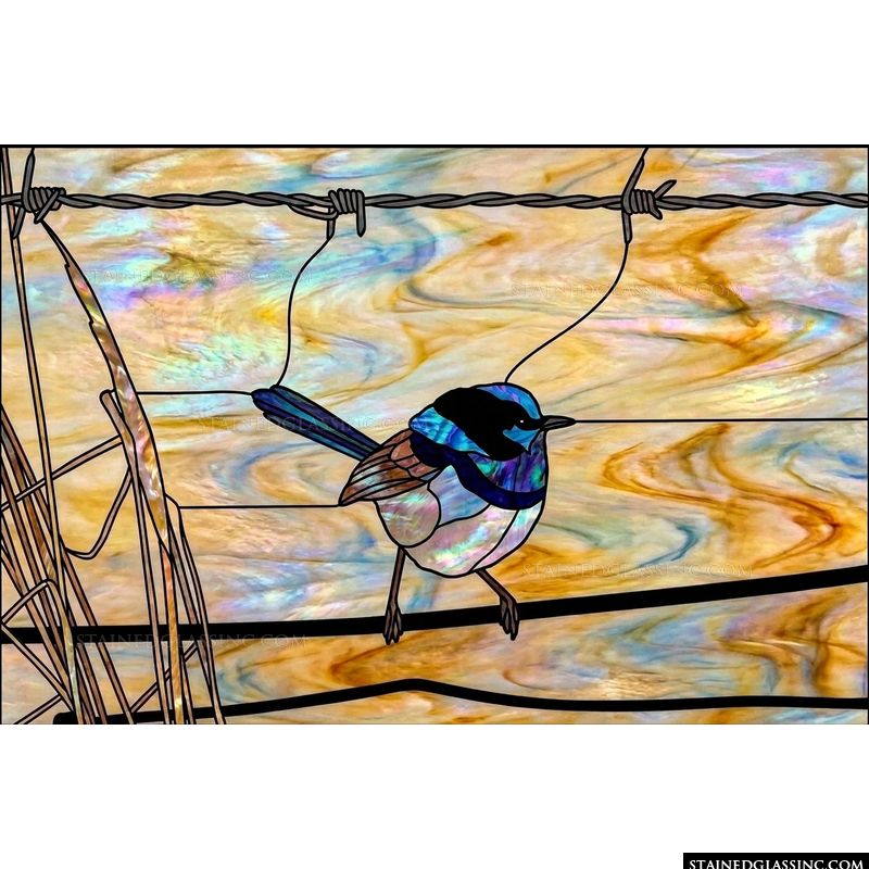 Superb Fairywren on Barbed Wire
