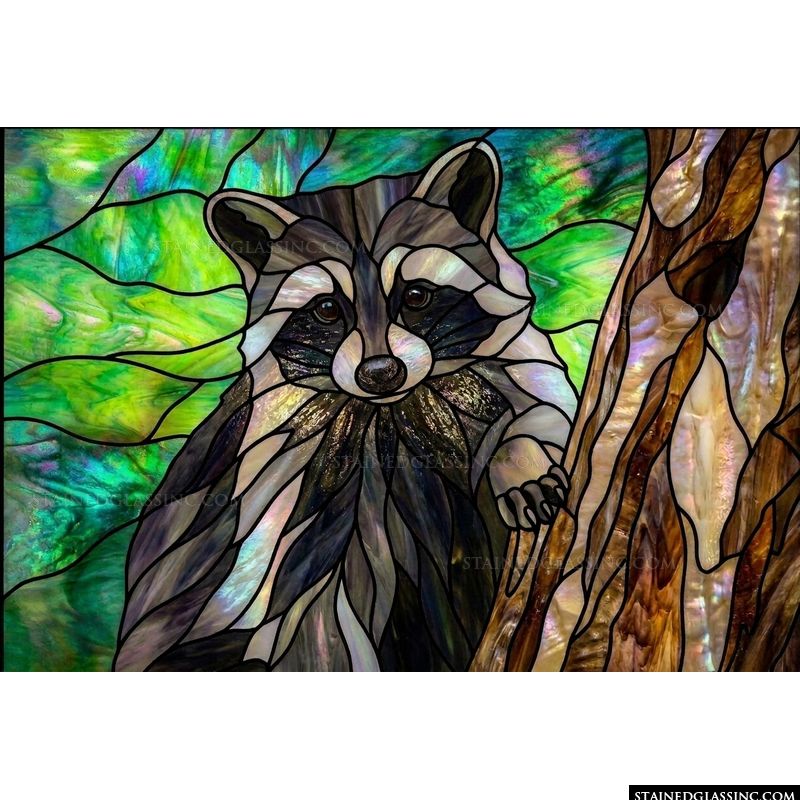 Curious Raccoon in the Forest