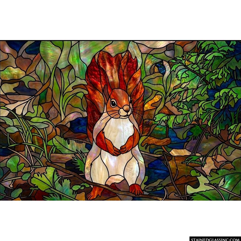 Squirrel in the Forest