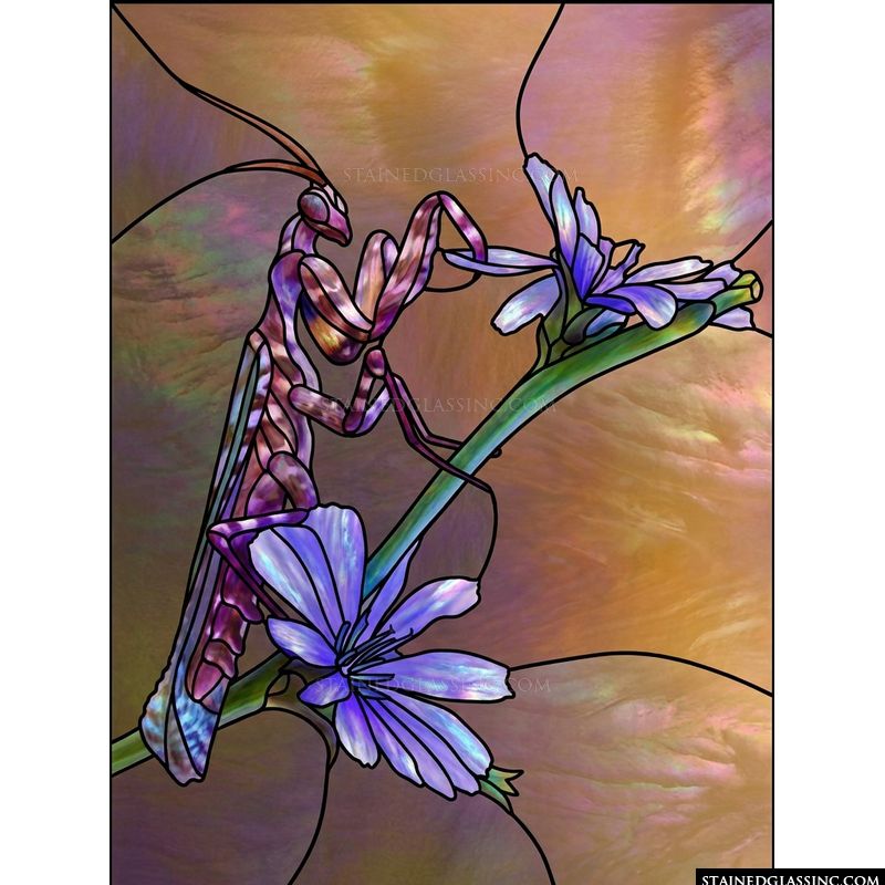 Praying Mantis on Chicory