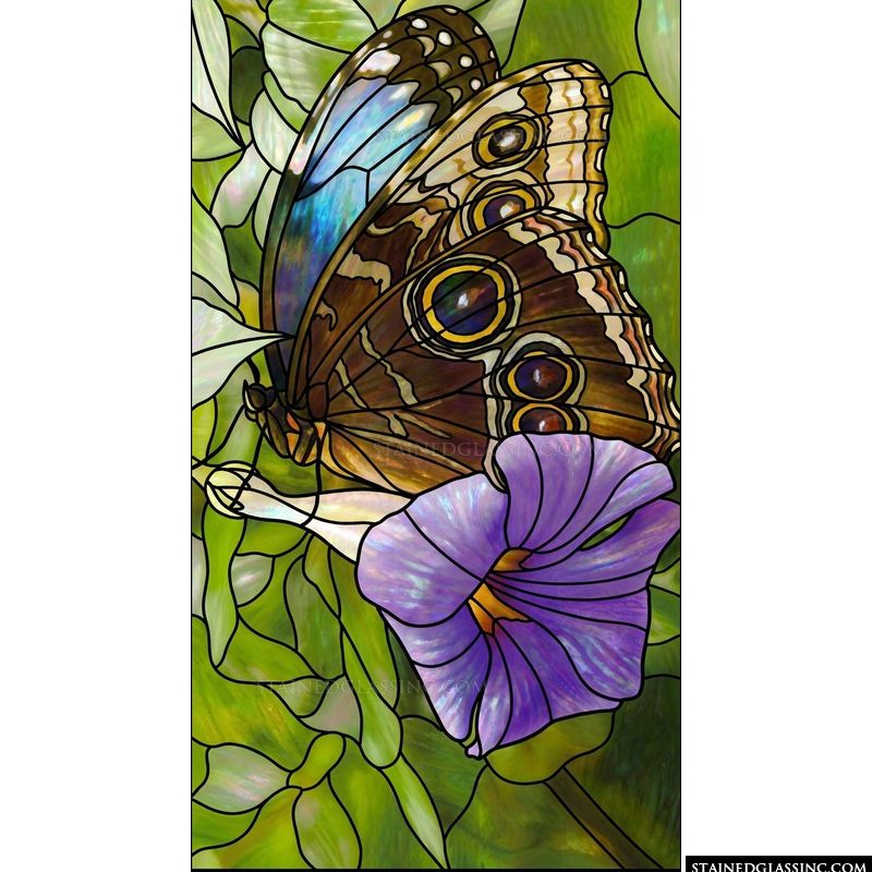 Owl Butterfly on Morning Glory