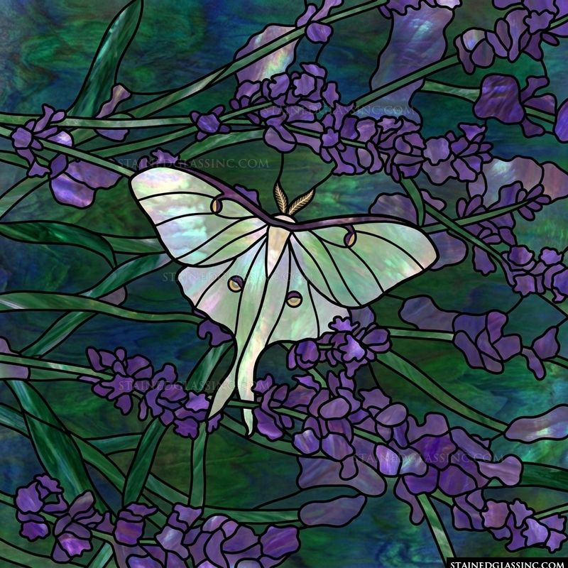 Luna Moth on Lavender