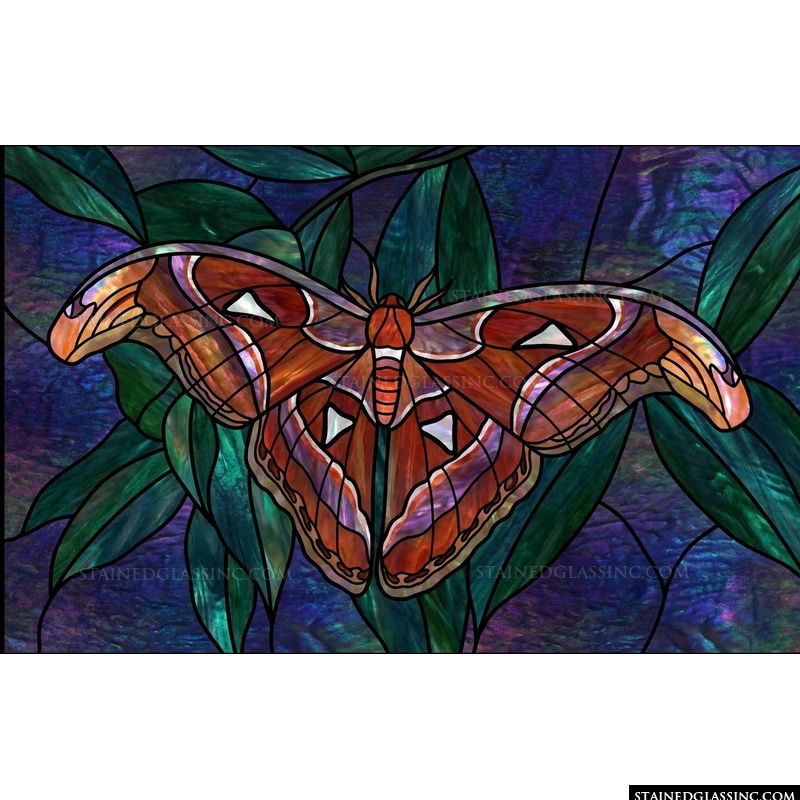 Atlas Moth at Rest