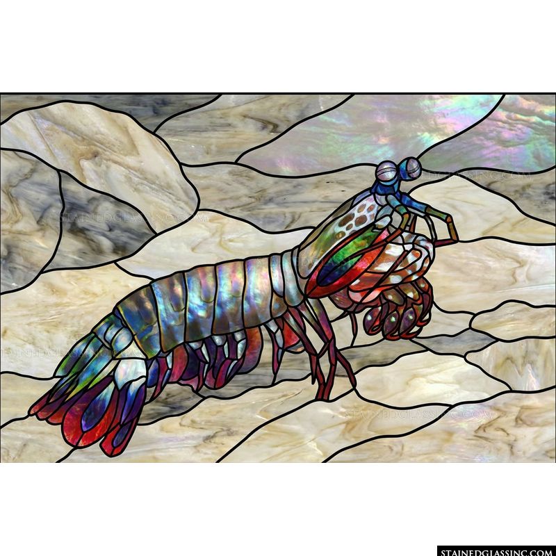 Iridescent Mantis Shrimp