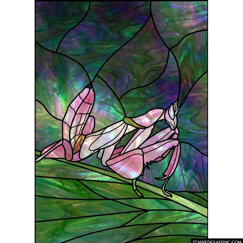 Orchid Mantis in Luminous Tones