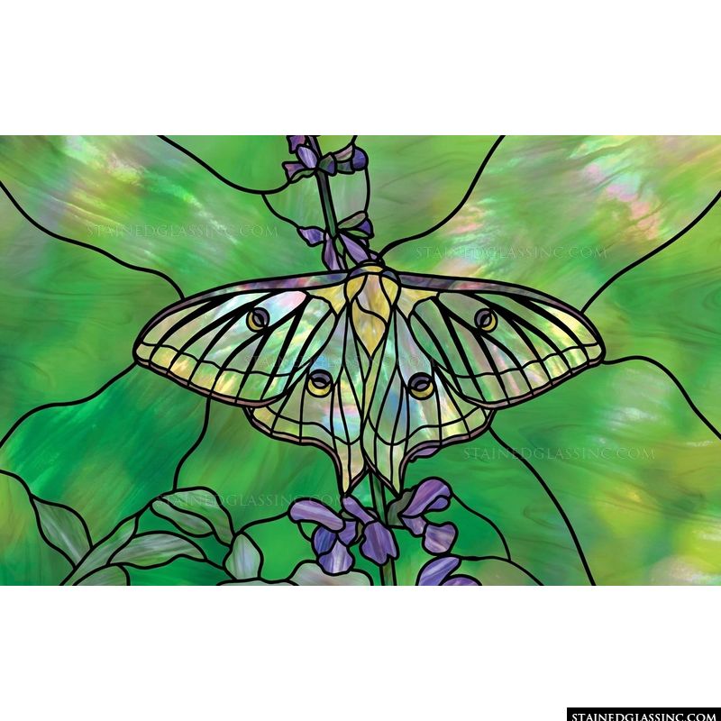 Luna Moth on Flowering Stem