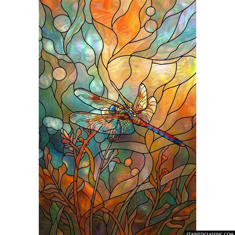 Dragonfly in Golden Light