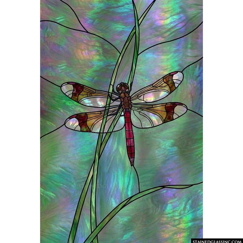 Iridescent Dragonfly on Reeds