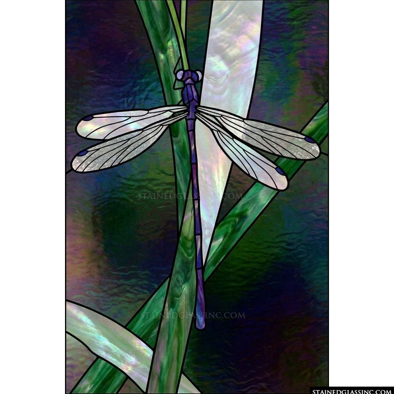 Dragonfly Resting on Reeds