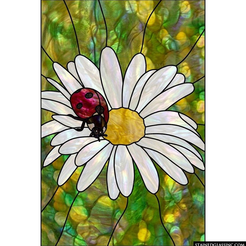 Ladybug on a Daisy