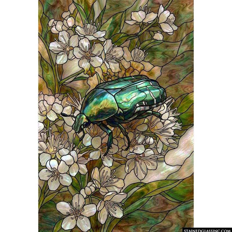 Iridescent Jewel Beetle and White Blossoms