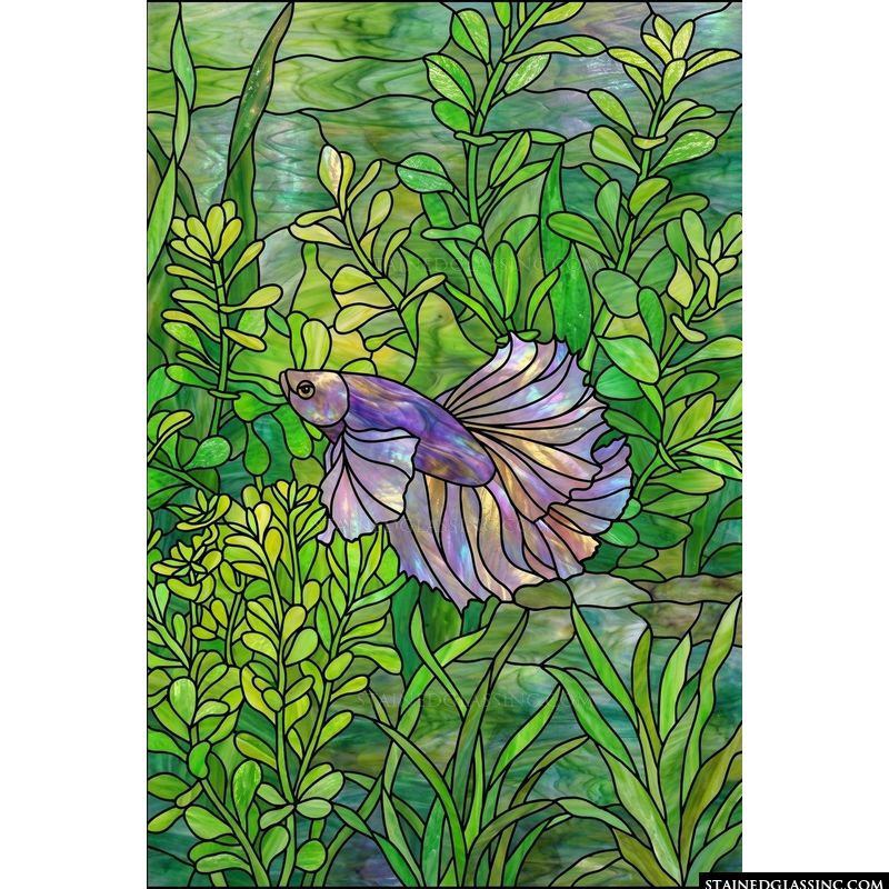 Betta Fish in Verdant Waters