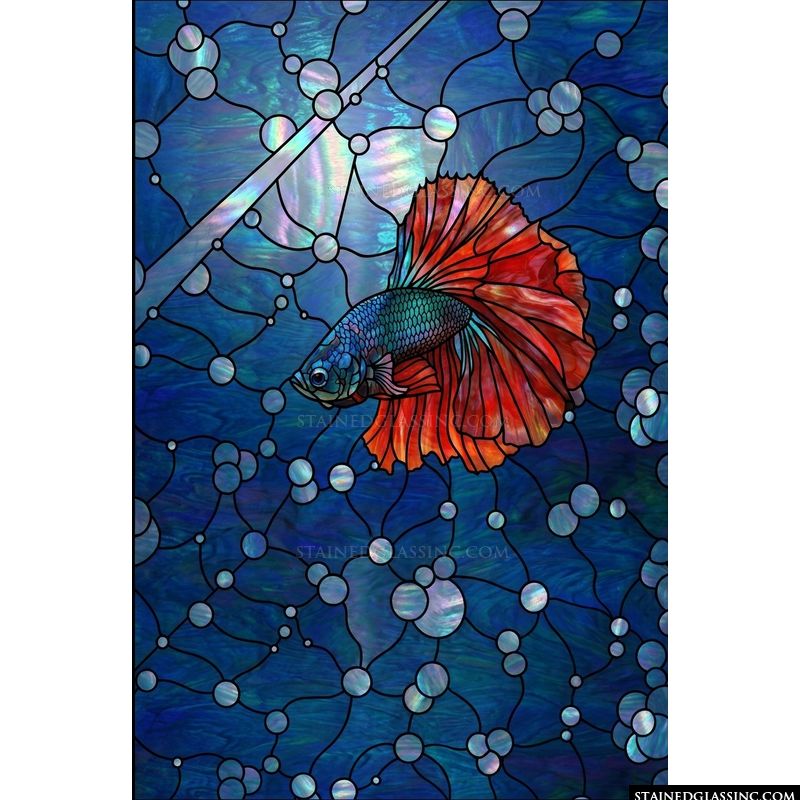 Betta Fish in Deep Blue