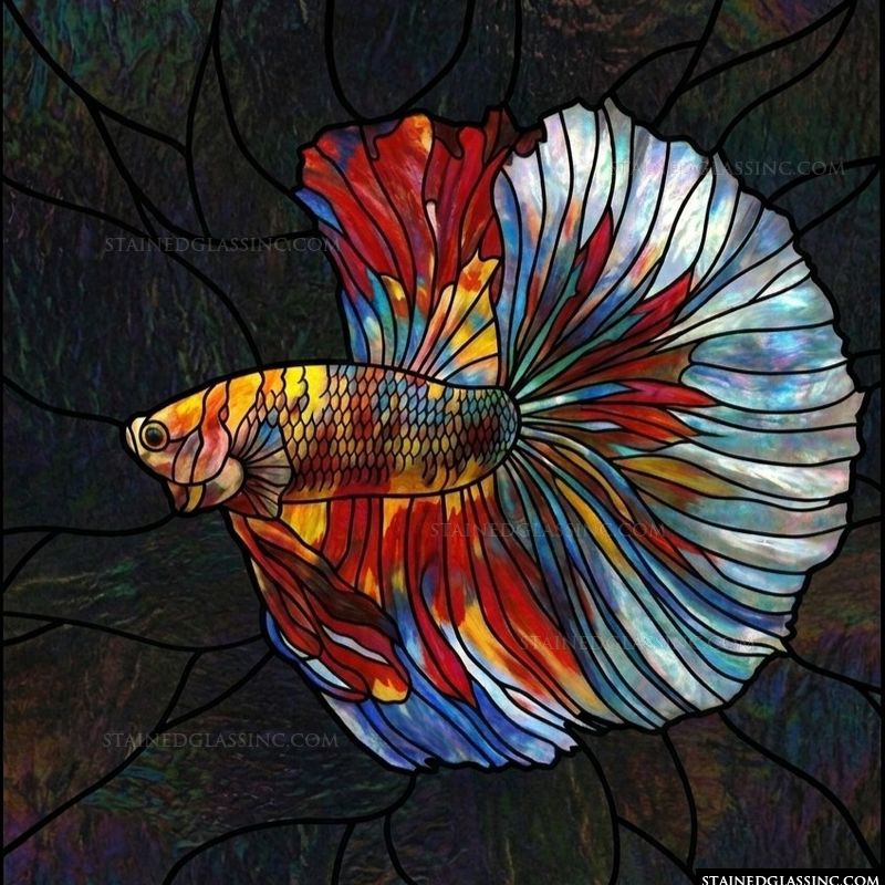 Betta Fish in Iridescent Hues