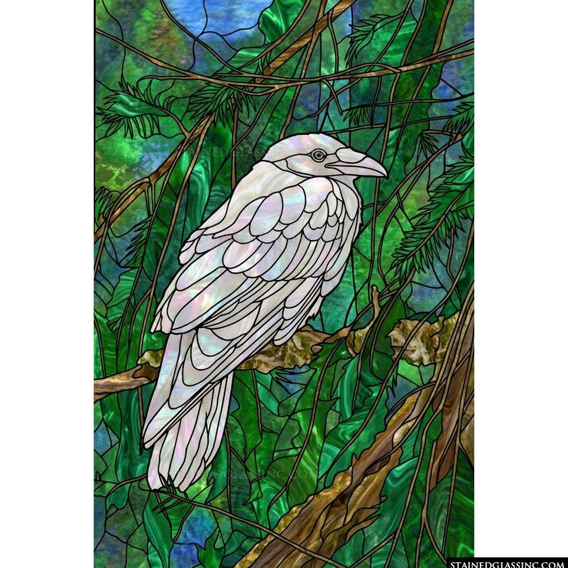White Raven in an Evergreen Forest