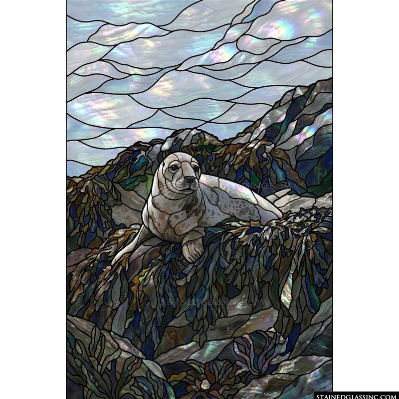 Resting Harbor Seal on Coastal Rocks
