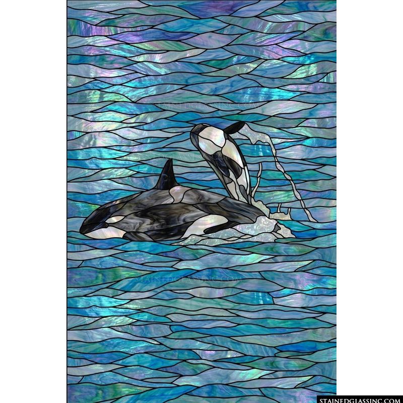 Orca Whales at Play in the Ocean