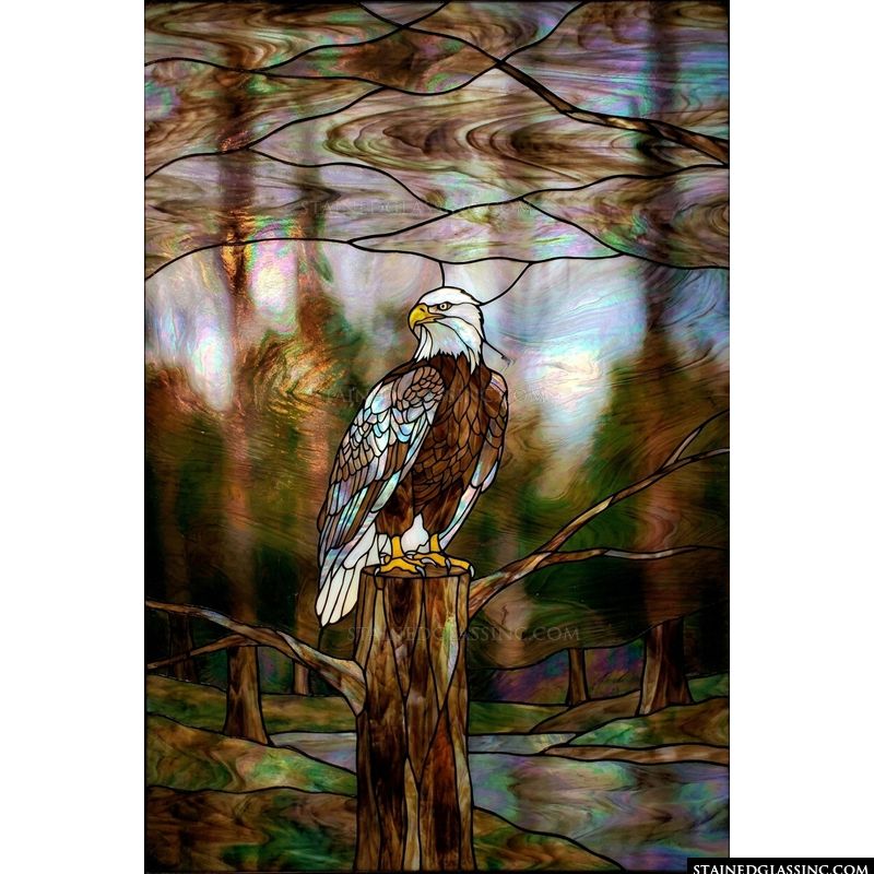 American Eagle Perched in Woodland