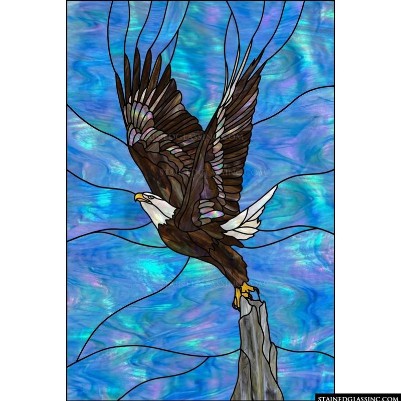 American Bald Eagle Soaring