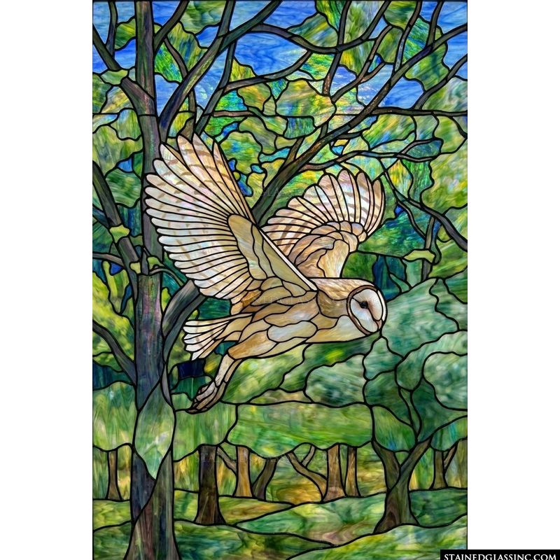 Barn Owl in Flight