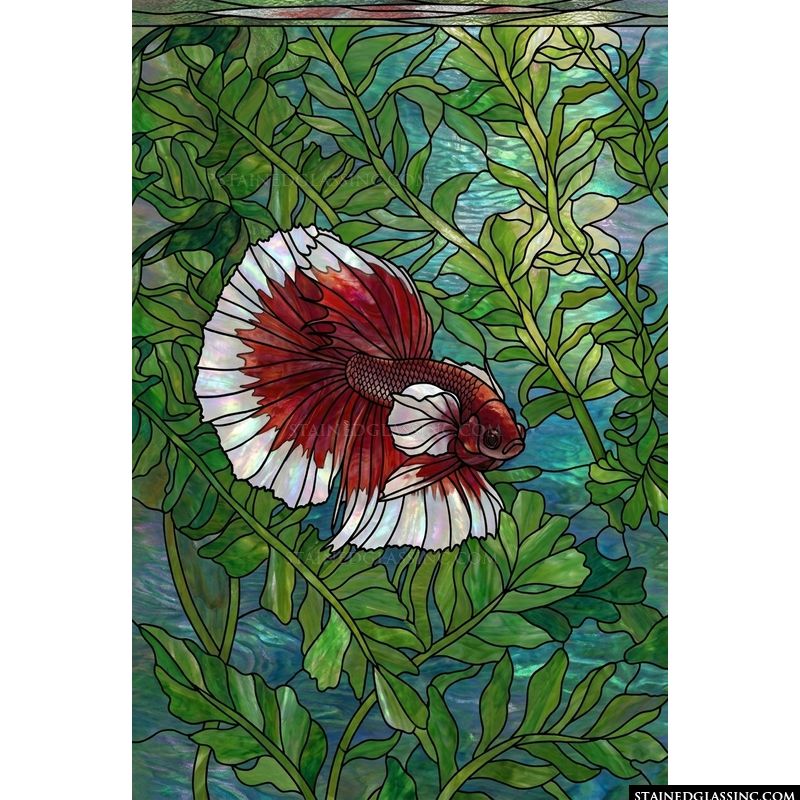 Betta Fish in Lush Aquatic Garden