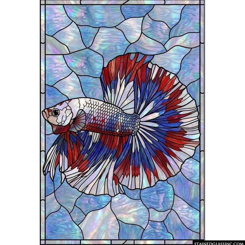 Betta Fish in Red, White, and Blue