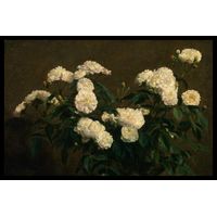 Still Life of White Roses