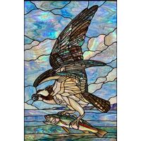 Osprey Catching Fish