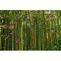 Bamboo Grove in Emerald Light