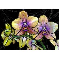 Iridescent Orchids in Bloom