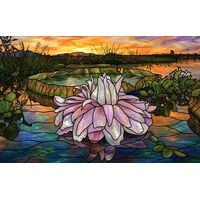 Water Lily at Sunset