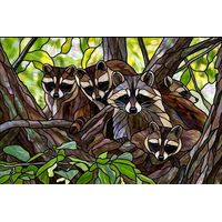 Raccoon Family in the Trees
