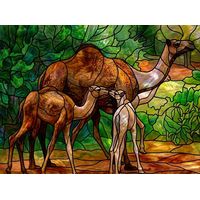 Camel Family in the Oasis