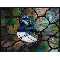Superb Fairywren in Iridescent Hues