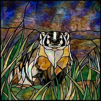 American Badger in the Grass