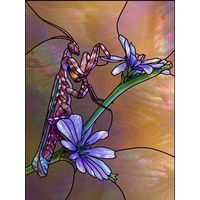Praying Mantis on Chicory