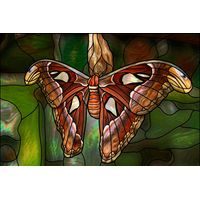 Atlas Moth in Forest Hues